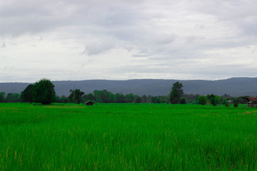 Fototapeta premium Green rice field near the mountain Beautiful landscape