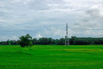 Obraz premium Green rice field near the mountain Beautiful landscape