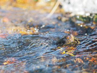 Turtle sweaming at the water