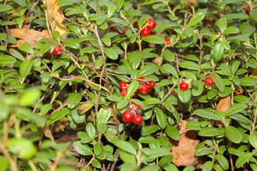 Ripe lingonberry