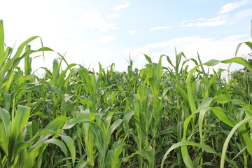 corn field background