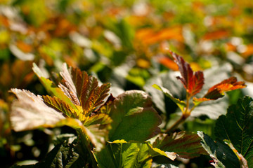 Blurred autumn background. Physocarpus shrub with colorful autumn leaves. Blurred background in autumn colors.