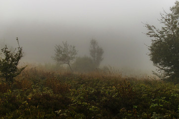 Obraz na płótnie Canvas las we mgle 