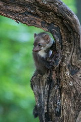 Stone marten, Martes foina, with clear green background. Detail portrait of forest animal. Small predator sitting on the beautiful green mossy tree trunk in the forest.