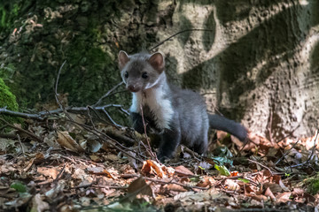 Stone marten, Martes foina, with clear green background. Detail portrait of forest animal. Small predator sitting on the beautiful green mossy tree trunk in the forest.