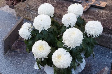 Plant de chrysanthème sur une tombe pour la Toussaint