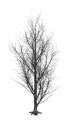 3D Rendering Poplar Tree on White