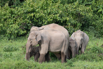 Asiatic Elephant is big five animal in asia