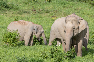 Asiatic Elephant is big five animal in asia