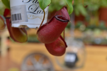 Tropical plant nepenthes