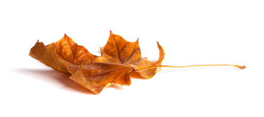Autumn maple branch with leaves  isolated on  background