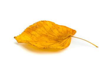 Autumn maple branch with leaves isolated