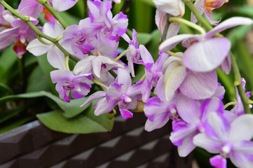 The orchid in full bloom