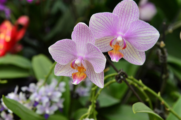 Naklejka na ściany i meble The orchid in full bloom