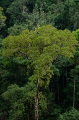 Rain forest is important in Thailand . It is habitat for wildlife