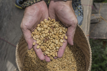 a man's hands holding freshly aromatic coffee beans