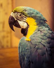 Exotic wild parrot aura of blue-yellow color close-up at the zoo. Exotic pet