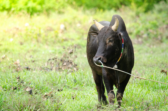 fight ox is domestic in south Thailand