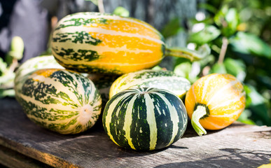 Small decorative pumpkins in the garden on a wooden bench for decorating an apartment or a house for a Halloween holiday
