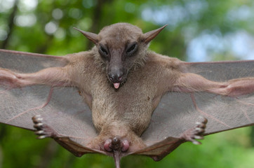 bat is mammal and call 
