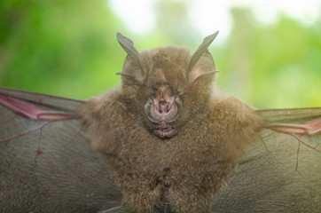 bat is mammal and call 