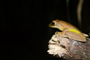 tree frog is yellow body ,like plant color