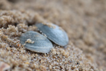 Sea Shell on the Beach
