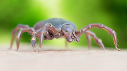 3d rendered illustration of a tick crawling on human skin