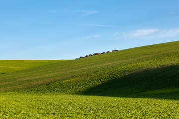 Obraz premium Green farmland in Sussex, with early morning light