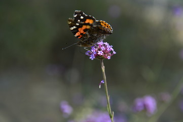 The butterfly in outdoor