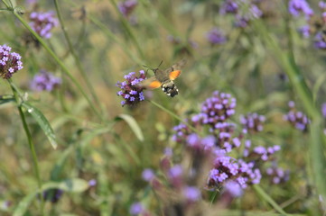 Bee honey in the flying insects