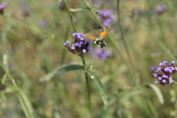 Bee honey in the flying insects