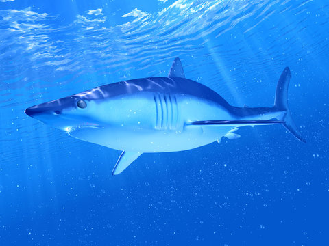 3d rendered illustration of a mako shark