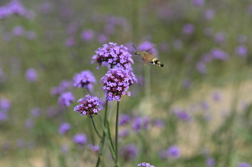 Bee honey in the flying insects