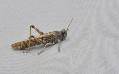 Migratory Locust keeping really still on a canvas cover.
