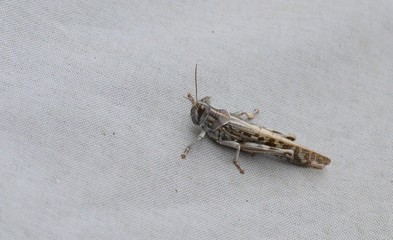 Migratory Locust keeping really still on a canvas cover.
