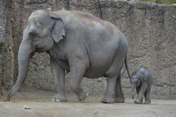 Naklejka premium Elefant mit Baby