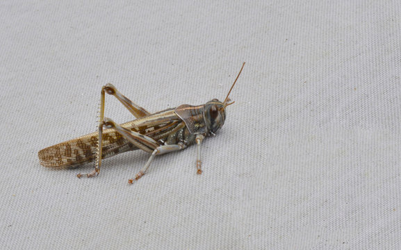 Migratory Locust keeping really still on a canvas cover.
