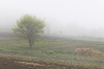 霧の畠
