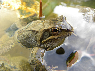 frog in pond