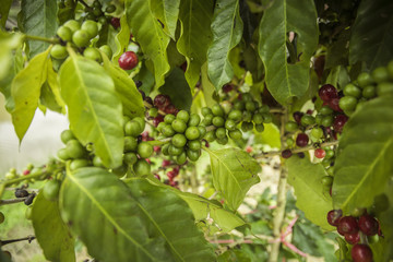 Coffee beans ripening on tree in North of thailand