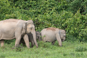 Asiatic Elephant is big five animal in asia