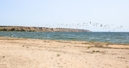 seagulls flying on the beach. birds near the sea. hills on the background