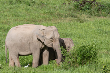 Naklejka na ściany i meble Asiatic Elephant is big five animal in asia