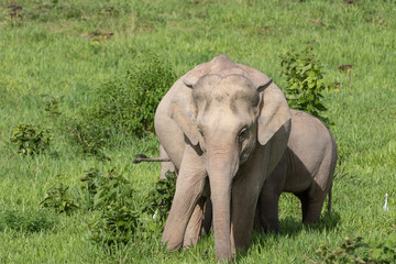 Asiatic Elephant is big five animal in asia