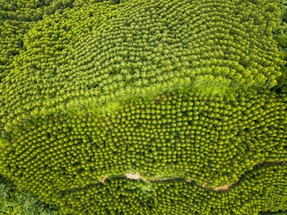 Aerial view of fast growing Transgenic Eucalyptus forest