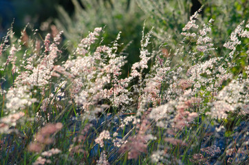 field of grass, pink flowers,