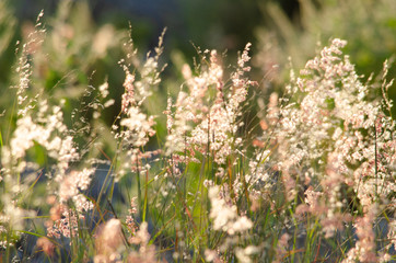 field of grass, pink flowers,
