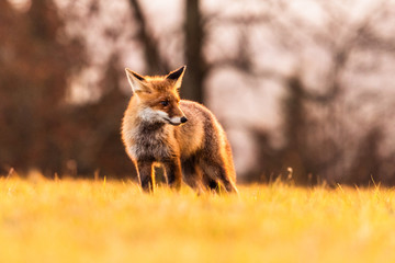 Cute Red Fox, Vulpes vulpes in fall forest. Beautiful animal in the nature habitat. Wildlife scene from the wild nature. Red fox running in orange autumn leaves