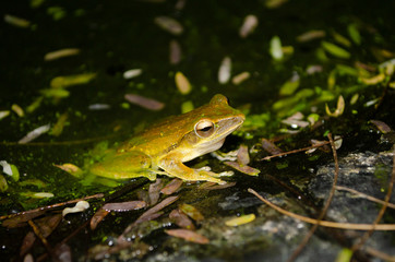 tree frog is yellow body ,like plant color